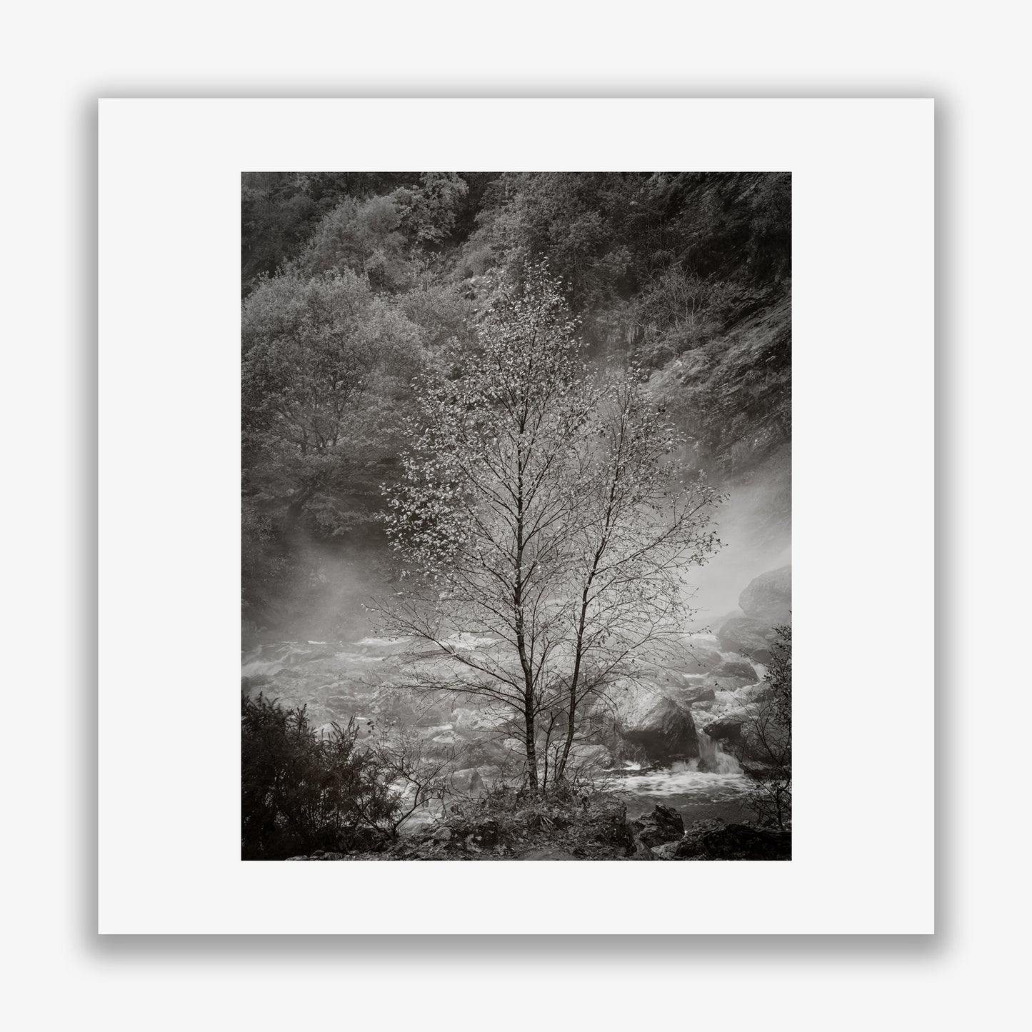 Solitary Tree