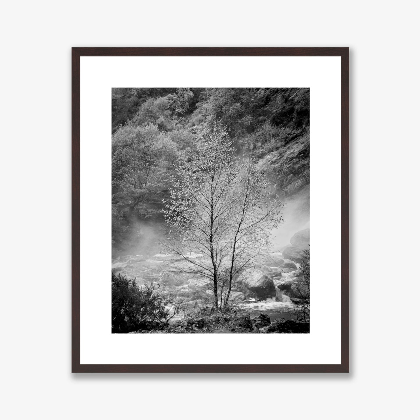 Solitary Tree