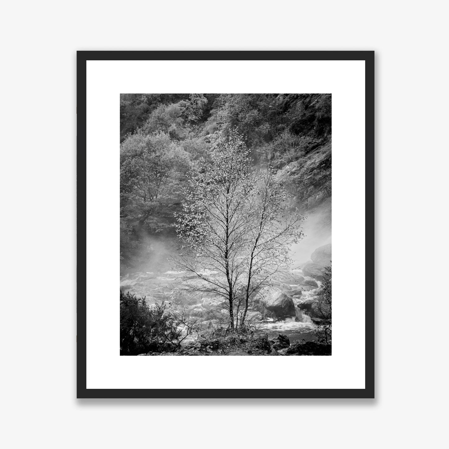 Solitary Tree