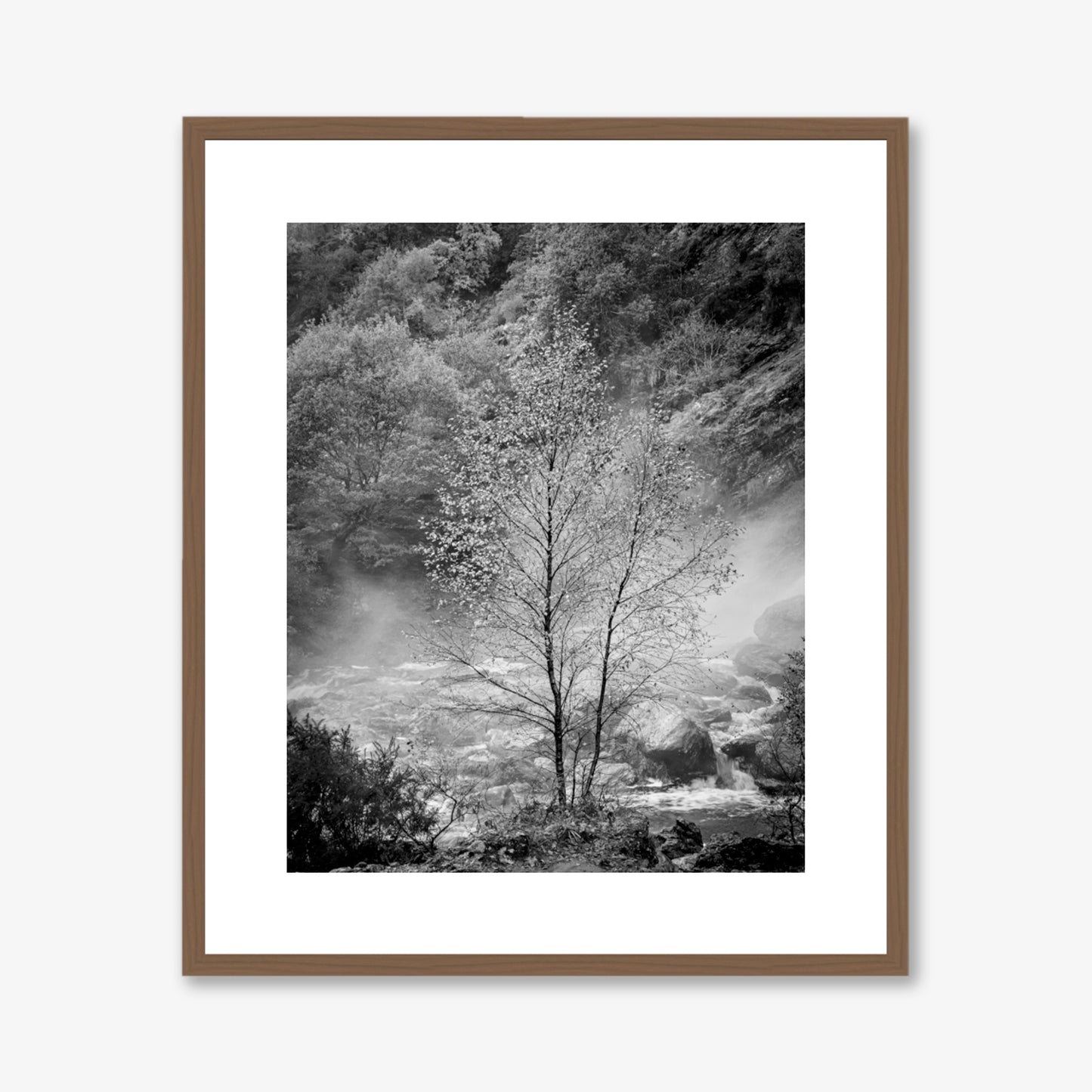 Solitary Tree
