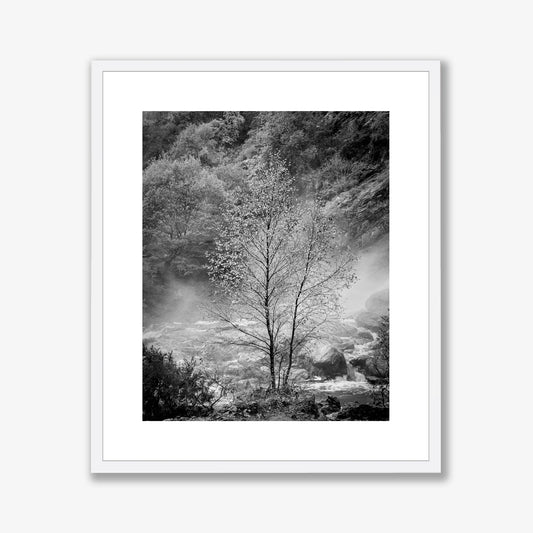 Solitary Tree
