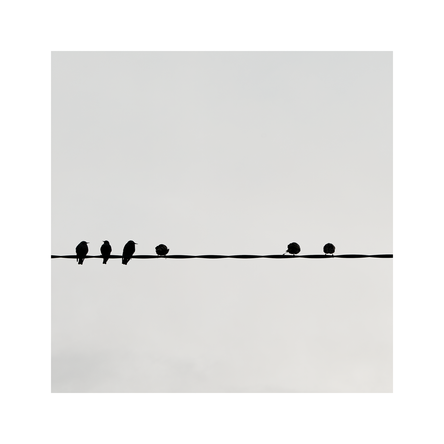 Six Birds
