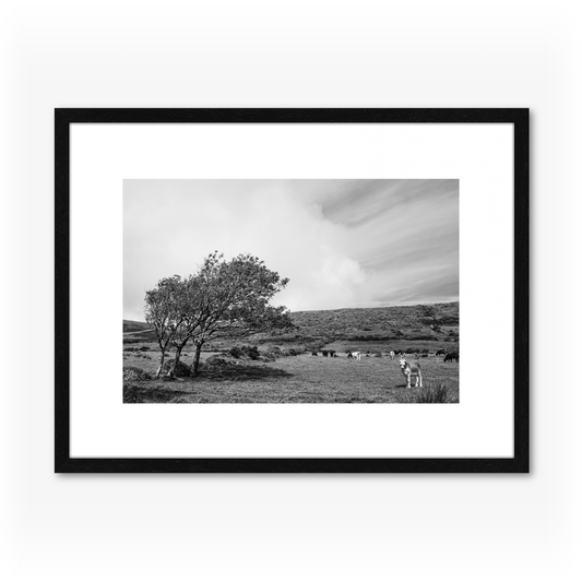 The Donkey By The Tree