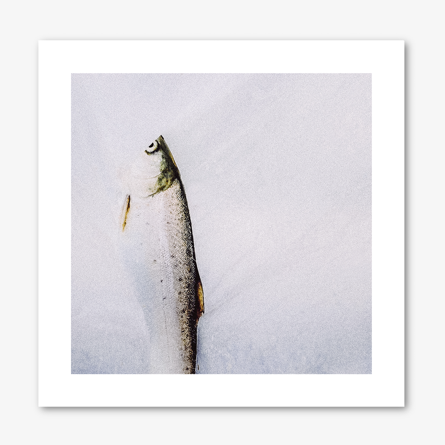 Sea Trout
