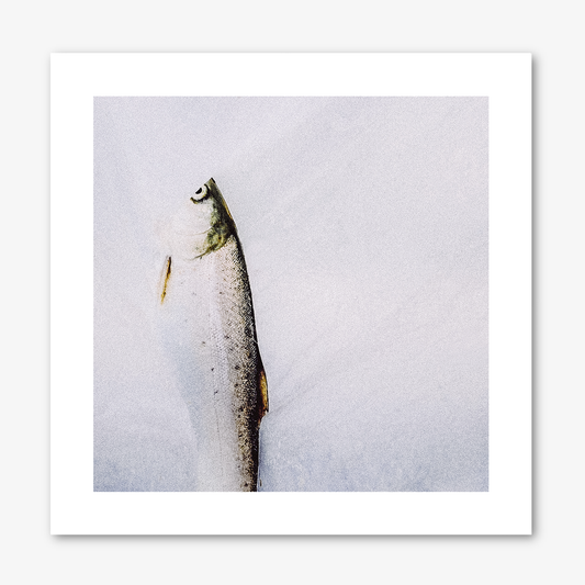 Sea Trout