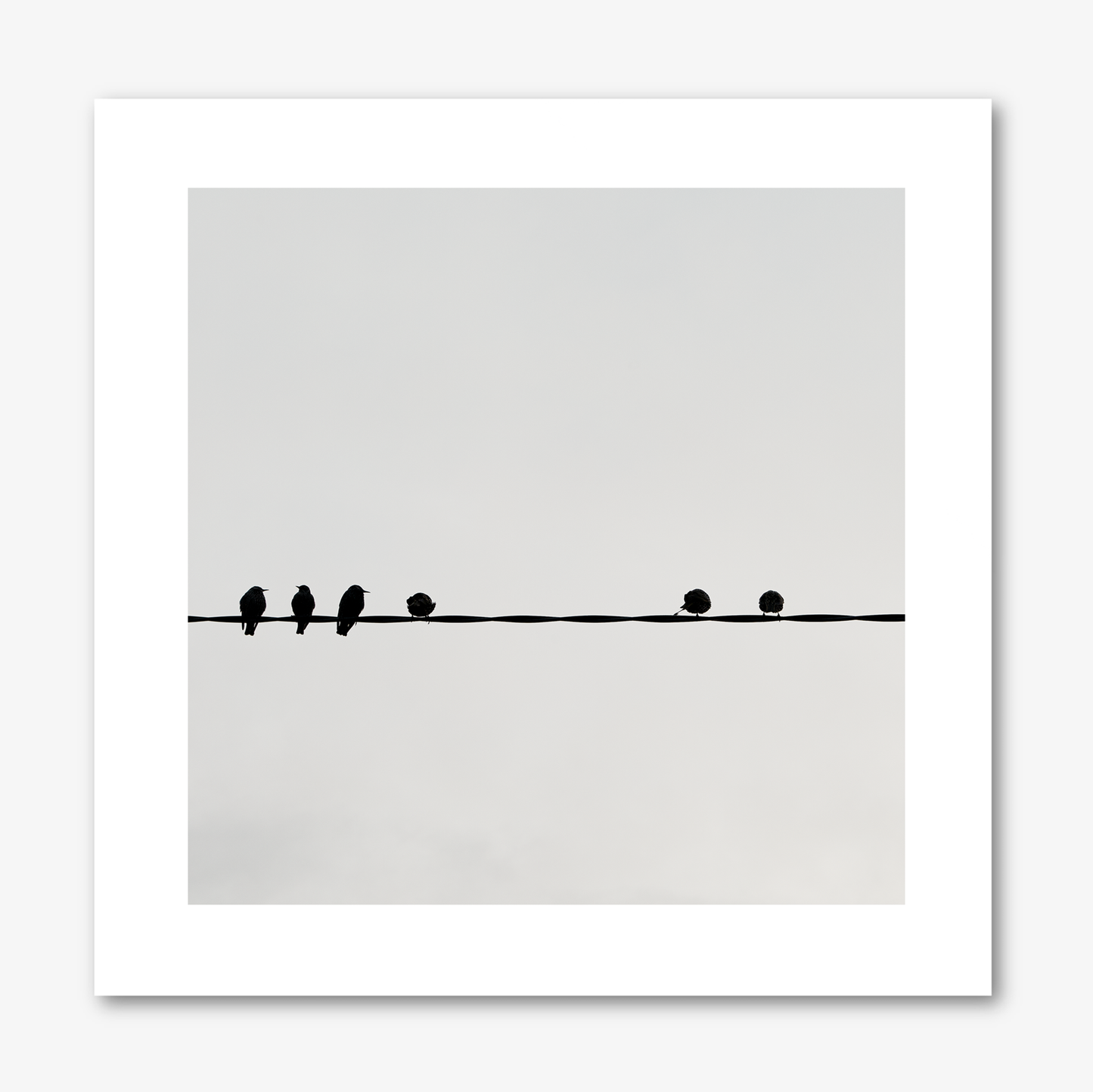 Six Birds