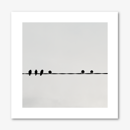 Six Birds