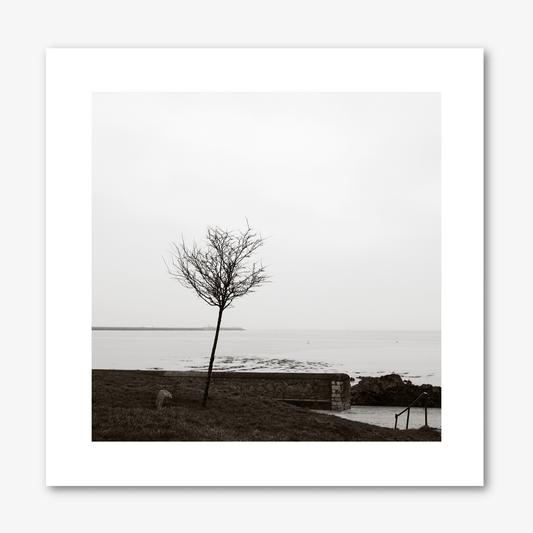 Tree By Scotsman’s Bay