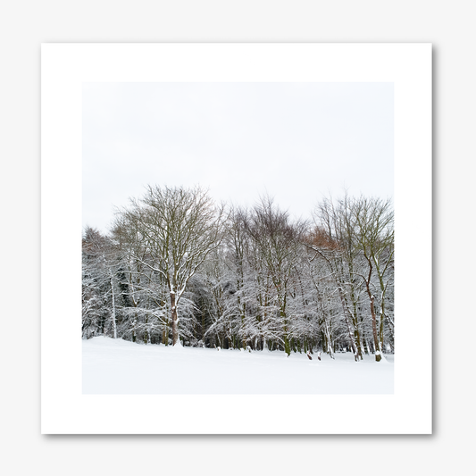 Trees With Snow