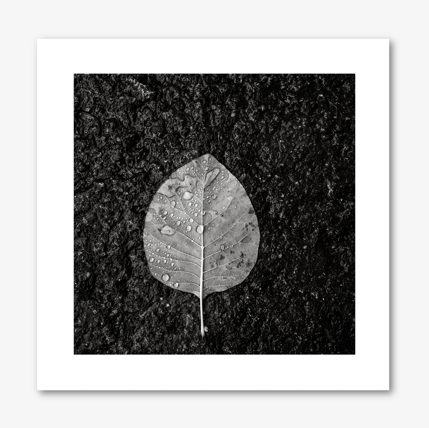 Winter Leaf no.1