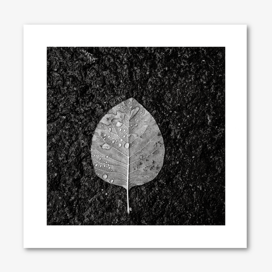 Winter Leaf no.1