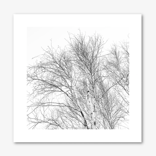 Branches