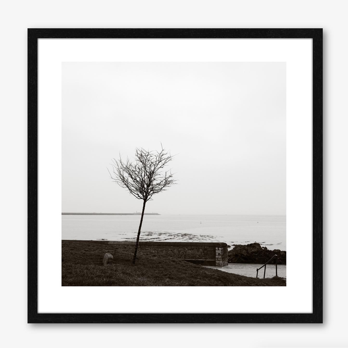 Tree By Scotsman’s Bay