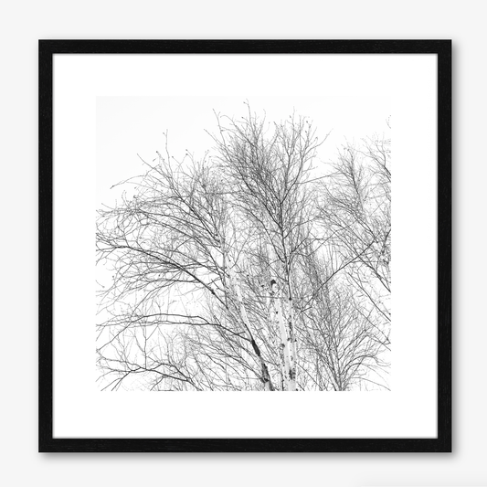 Branches