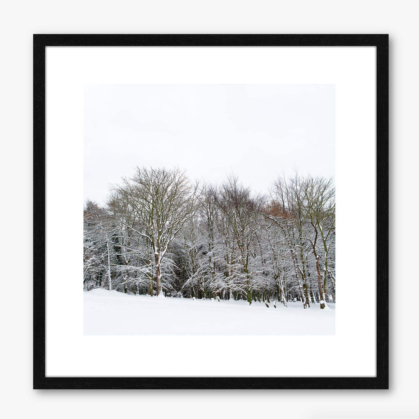 Trees With Snow