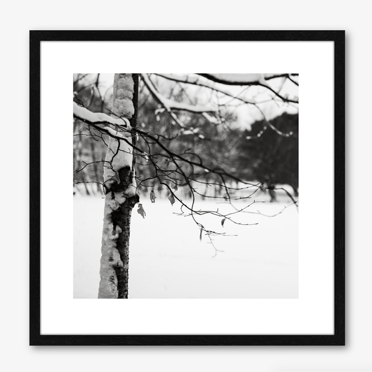 Snowy Branches