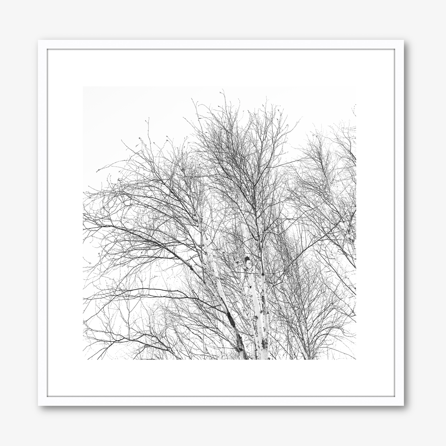 Branches