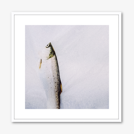 Sea Trout