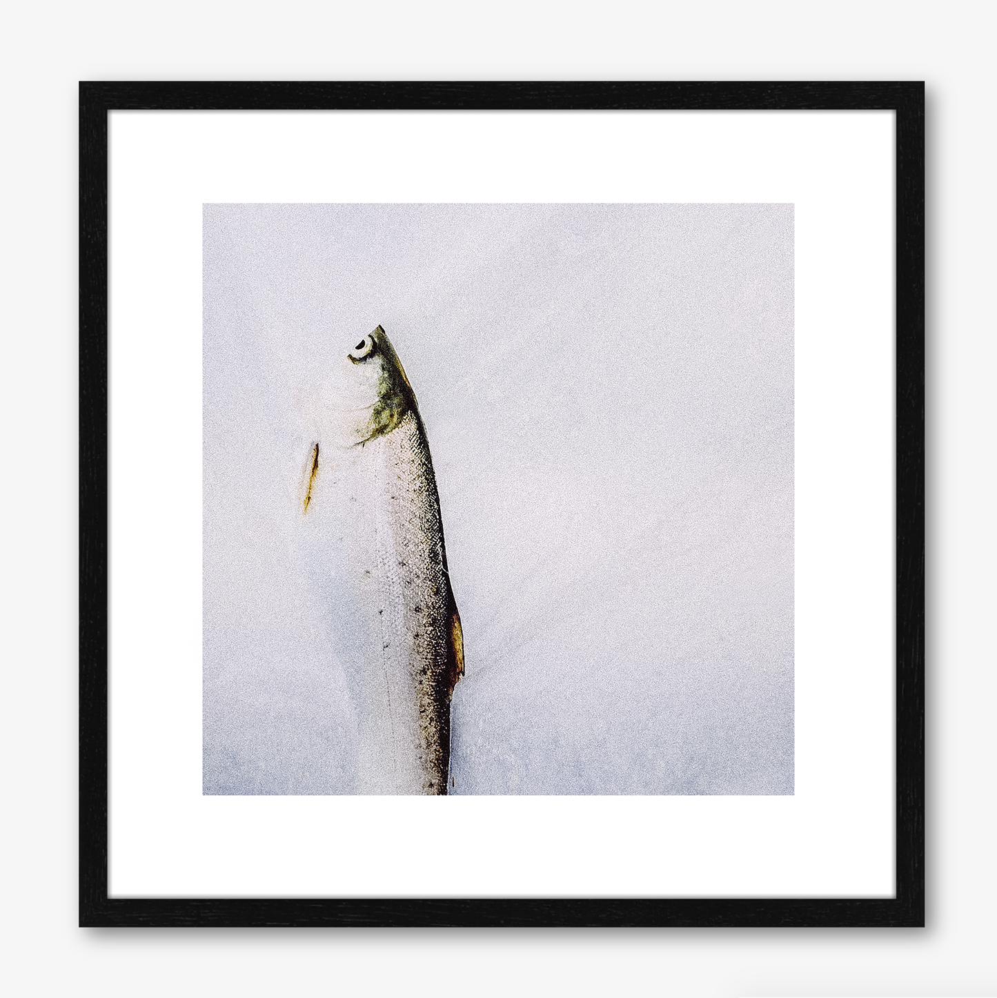 Sea Trout