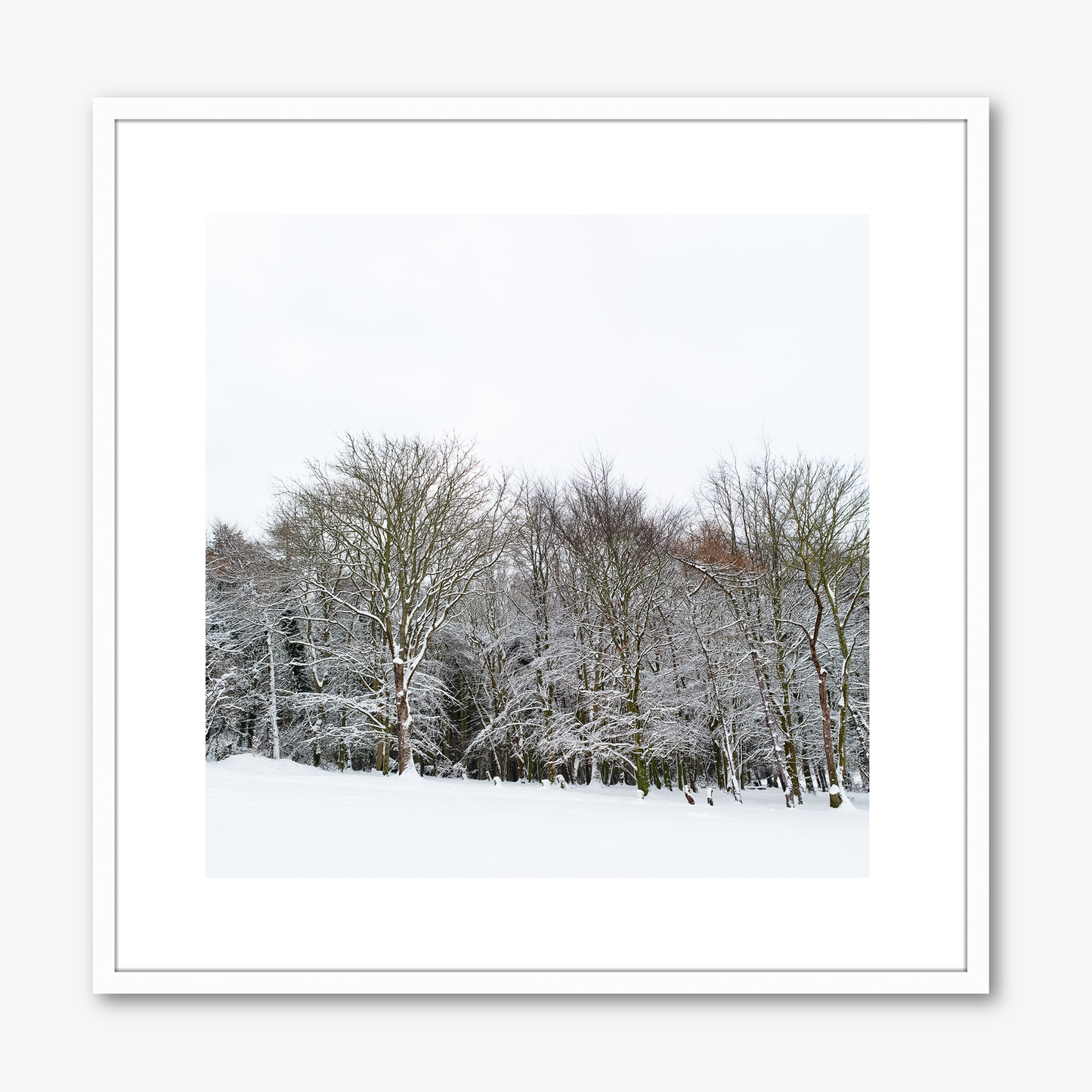 Trees With Snow