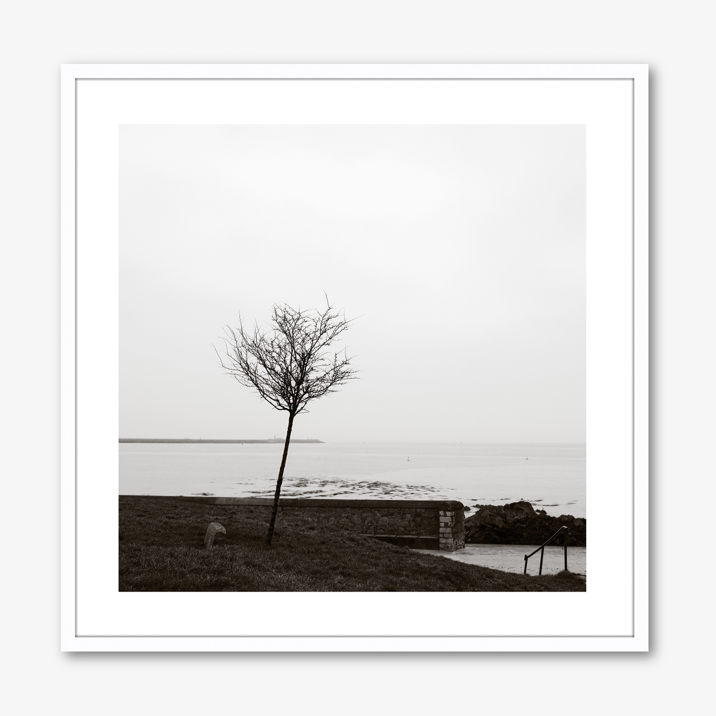 Tree By Scotsman’s Bay